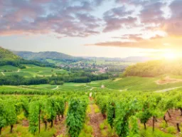 Panoramiczny widok na winnice w Burgundii