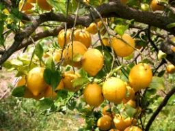 Cytryny dobrze rosną Cytryny dobrze rosną