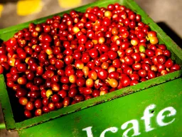 W Kostaryce produkuje się ok. 710 tys. ton kawy rocznie. Dozwolona jest tylko arabica W Kostaryce produkuje się ok. 710 tys. ton kawy rocznie. Dozwolona jest tylko arabica