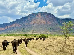 Bawoły i góry Bawoły i góry