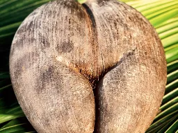 Coco de Mer to największe nasiono palmy na świecie i występuje tylko na Seszelach