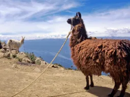Lama ceniona jest jako zwierzę juczne, za wełnę, mięso i nawet nawóz Lama ceniona jest jako zwierzę juczne, za wełnę, mięso i nawet nawóz