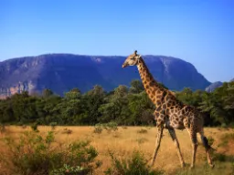 Dorosła żyrafa waży zazwyczaj 1.200 - 1.900 kg Dorosła żyrafa waży zazwyczaj 1.200 - 1.900 kg