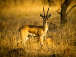 Niektóre gazele mogą osiągnąć prędkość prawie 100 km/h Niektóre gazele mogą osiągnąć prędkość prawie 100 km/h