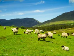 Pokaz, jak pasterze prowadzą swoje stada Pokaz, jak pasterze prowadzą swoje stada