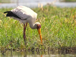 Afrykański bocian leśny Afrykański bocian leśny