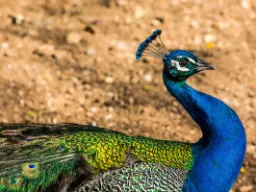 Paw w ogrodach San Anton Paw w ogrodach San Anton