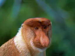 Nosacze żyją zazwyczaj 20–25 lat i występują naturalnie wyłącznie na Borneo