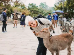 Jelenie są oswojone i swobodnie chodzą po parku Nara Jelenie są oswojone i swobodnie chodzą po parku Nara