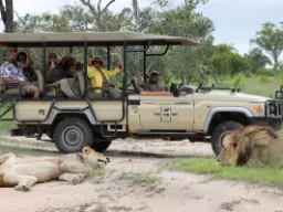 Niewzruszone lwy przy jeepie