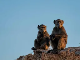 Pawiany przy wodospadach Augrabies trzymają wartę