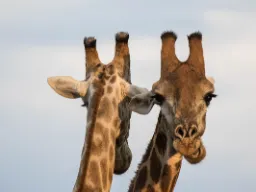 Żyrafy używają rogów do regulacji temperatury ciała i do walki Żyrafy używają rogów do regulacji temperatury ciała i do walki