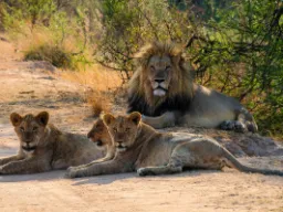 Samiec lwa ma zwykle od 2 do 6 samic w swojej grupie Samiec lwa ma zwykle od 2 do 6 samic w swojej grupie