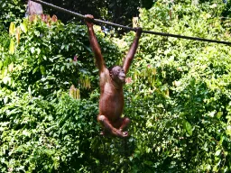 Orangutany mają dobre warunki w Sepilok