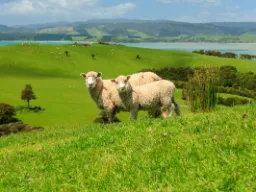 Nowa Zelandia ma około pięć razy więcej owiec niż ludzi. Nowa Zelandia ma około pięć razy więcej owiec niż ludzi.