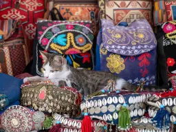 Jeden z wielu ukochanych kotów Stambułu cieszy się spokojem pośród bazaru