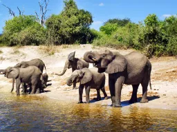 Słonie gaszą pragnienie Słonie gaszą pragnienie