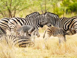 Zebry karmią młode Zebry karmią młode