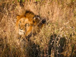 Lew odpoczywa – jego ryk słychać z 8 km Lew odpoczywa – jego ryk słychać z 8 km