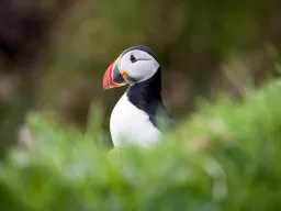 Blisko uroczych maskonurów Blisko uroczych maskonurów