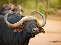 Bawół w Entabeni Bawół w Entabeni