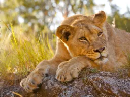 Dorosła lwica potrzebuje około 5 kg mięsa dziennie Dorosła lwica potrzebuje około 5 kg mięsa dziennie