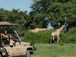 Żyrafa zjada codziennie ok. 35 kg liści, pędów i owoców – preferuje akacje Żyrafa zjada codziennie ok. 35 kg liści, pędów i owoców – preferuje akacje