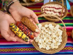 Kukurydza w wielu kolorach Kukurydza w wielu kolorach