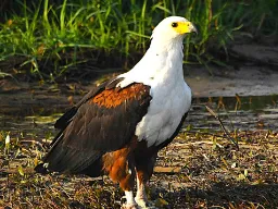 Afrykański bielik afrykański Afrykański bielik afrykański