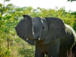 Słoń sawannowy może ważyć do 10 ton Słoń sawannowy może ważyć do 10 ton