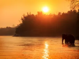 Słoń w rzece o zachodzie słońca Słoń w rzece o zachodzie słońca