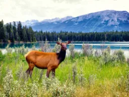 Wapiti (jeleń kanadyjski) to jeden z największych jeleniowatych na świecie, ustępujący tylko łosiowi – tutaj w Parku Narodowym Jasper Wapiti (jeleń kanadyjski) to jeden z największych jeleniowatych na świecie, ustępujący tylko łosiowi – tutaj w Parku Narodowym Jasper