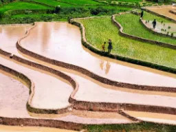 Imponujące pola ryżowe Imponujące pola ryżowe