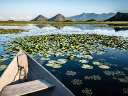 Rejs po Jeziorze Szkoderskim, Czarnogóra – nenufary i góry Virpazar w tle Rejs po Jeziorze Szkoderskim, Czarnogóra – nenufary i góry Virpazar w tle