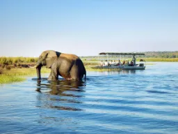 Słoń może zassać do trąby 10 litrów wody naraz Słoń może zassać do trąby 10 litrów wody naraz