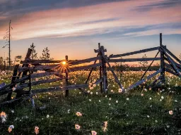 Słońce polarne nad fińską przyrodą z wełnianką i starymi płotami Słońce polarne nad fińską przyrodą z wełnianką i starymi płotami
