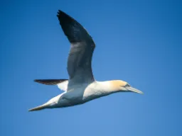 Głuptak nabiera wiatru w skrzydła Głuptak nabiera wiatru w skrzydła