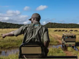 Strażnik zwraca uwagę na szczegół, gdy stado gnu porusza się przez sawannę Strażnik zwraca uwagę na szczegół, gdy stado gnu porusza się przez sawannę