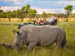Biały nosorożec - z szerokim pyskiem Biały nosorożec - z szerokim pyskiem