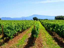 Winnice w Châteauneuf-du-Pape