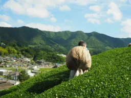 Japoński plantator herbaty ze świeżo zebranymi liśćmi na wzgórzach