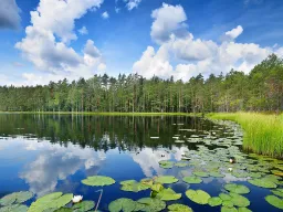 Jezioro Saimaa, największe w Finlandii, jest siedliskiem rzadkiej nerpy saimaa, która żyje tylko tam Jezioro Saimaa, największe w Finlandii, jest siedliskiem rzadkiej nerpy saimaa, która żyje tylko tam