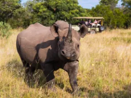 Czarny nosorożec - nie tak szerokopyski Czarny nosorożec - nie tak szerokopyski