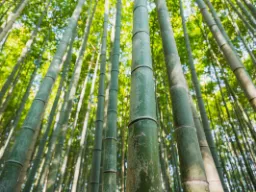 Las bambusowy w Kioto