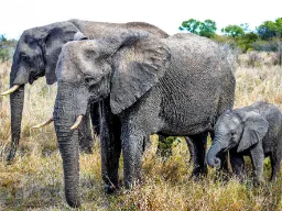 Młode słonia nazywa się słoniątkiem i waży od 70 do 90 kilogramów przy narodzinach