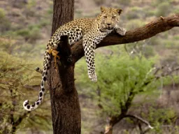 Lampart odpoczywa, ale w biegu osiąga do 60 km/h Lampart odpoczywa, ale w biegu osiąga do 60 km/h