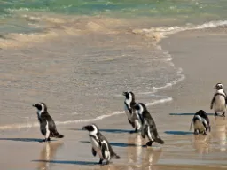Pingwiny na Boulders Beach Pingwiny na Boulders Beach