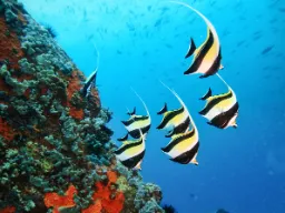 Rafy koralowe Seszeli tętnią życiem pełnym kolorowych ryb