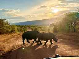 Nosorożec na porannej przechadzce Nosorożec na porannej przechadzce