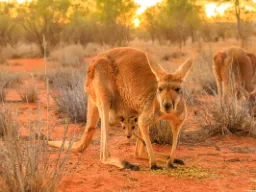 Młode kangura ma tylko 2 cm po urodzeniu i pozostaje w torbie, aż urośnie wystarczająco